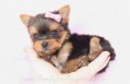/album/fotos-de-perros/http-www-teacupspuppies-com-puppies2013-yorkie-364-b-jpg/
