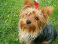 /album/fotos-de-perros/http-www-petclic-es-sites-default-files-library-yorkshire-terrier-razas-de-perro-petclic-com-1-jpg/